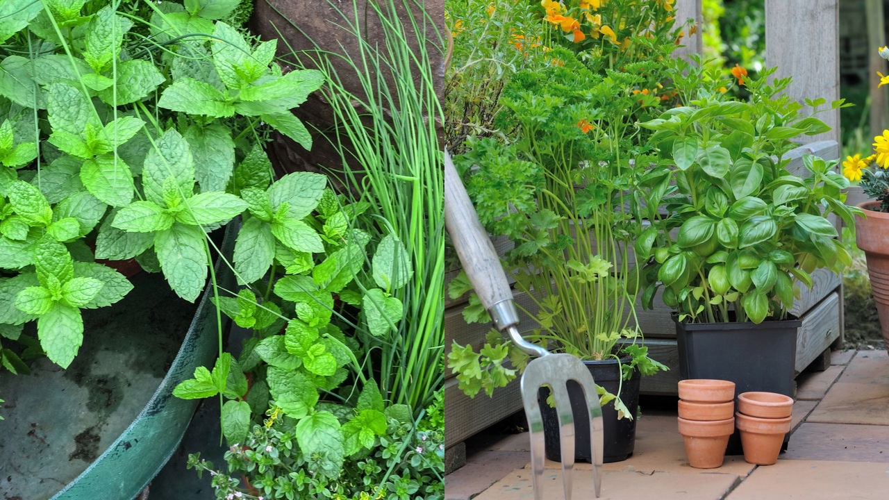 Plantas aromáticas