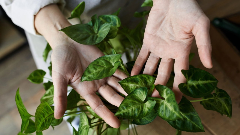 Três plantas