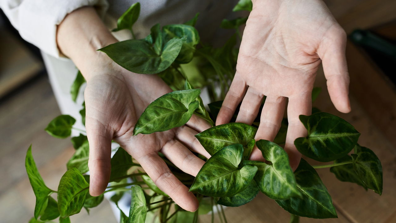 Três plantas