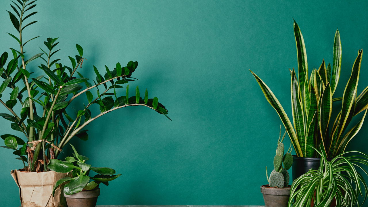 Plantas que crescem o ano inteiro