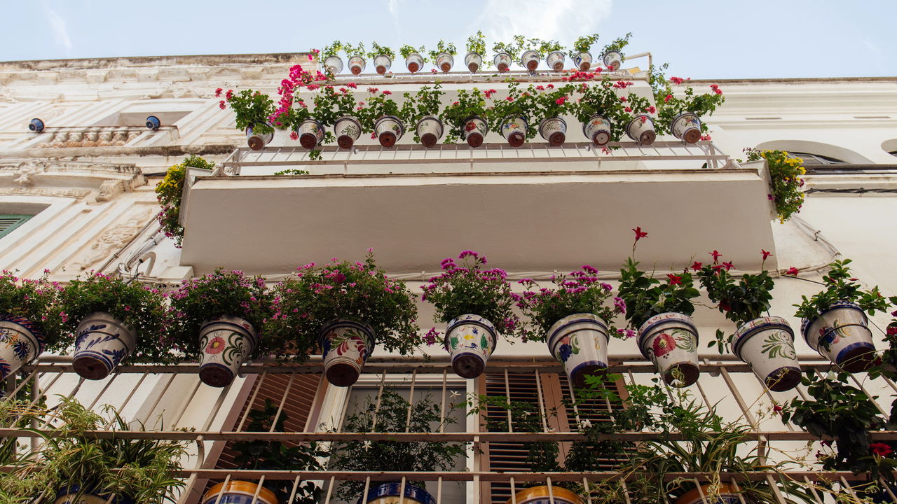 Plantas que deixam sua varanda mais viva e perfumada