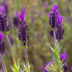 Purifique e perfume