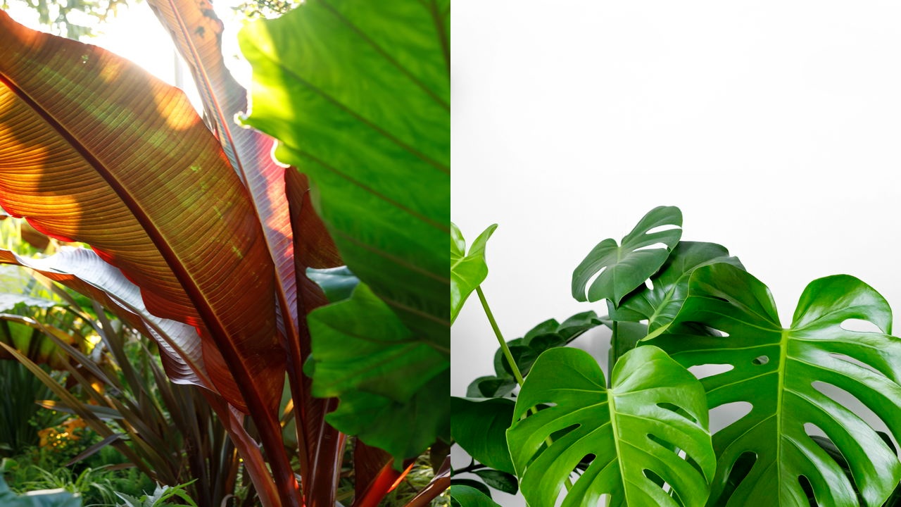 Plantas tropicais
