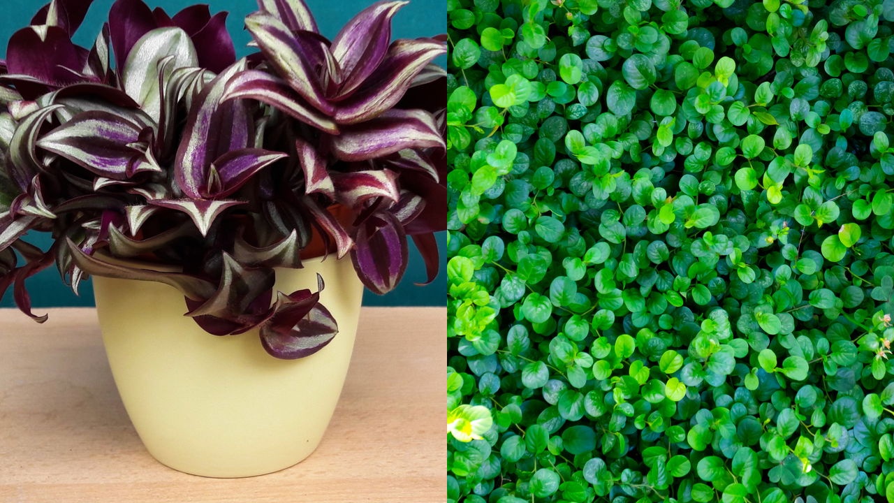 Plantas