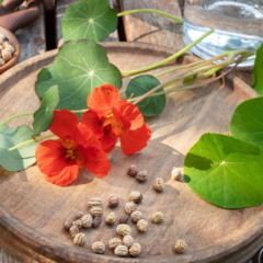 Plantas exótica