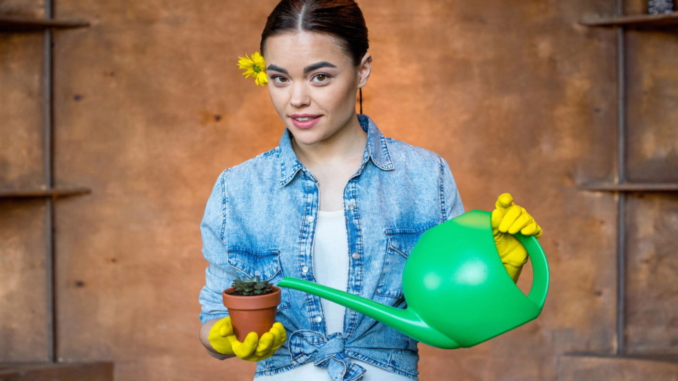 Cultivar suculentas e alecrim Cultivar suculentas e alecrim