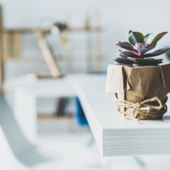 Plantas que crescem o ano inteiro