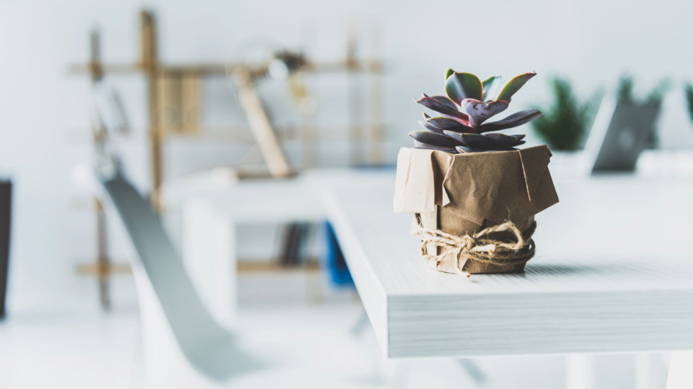 Plantas que crescem o ano inteiro