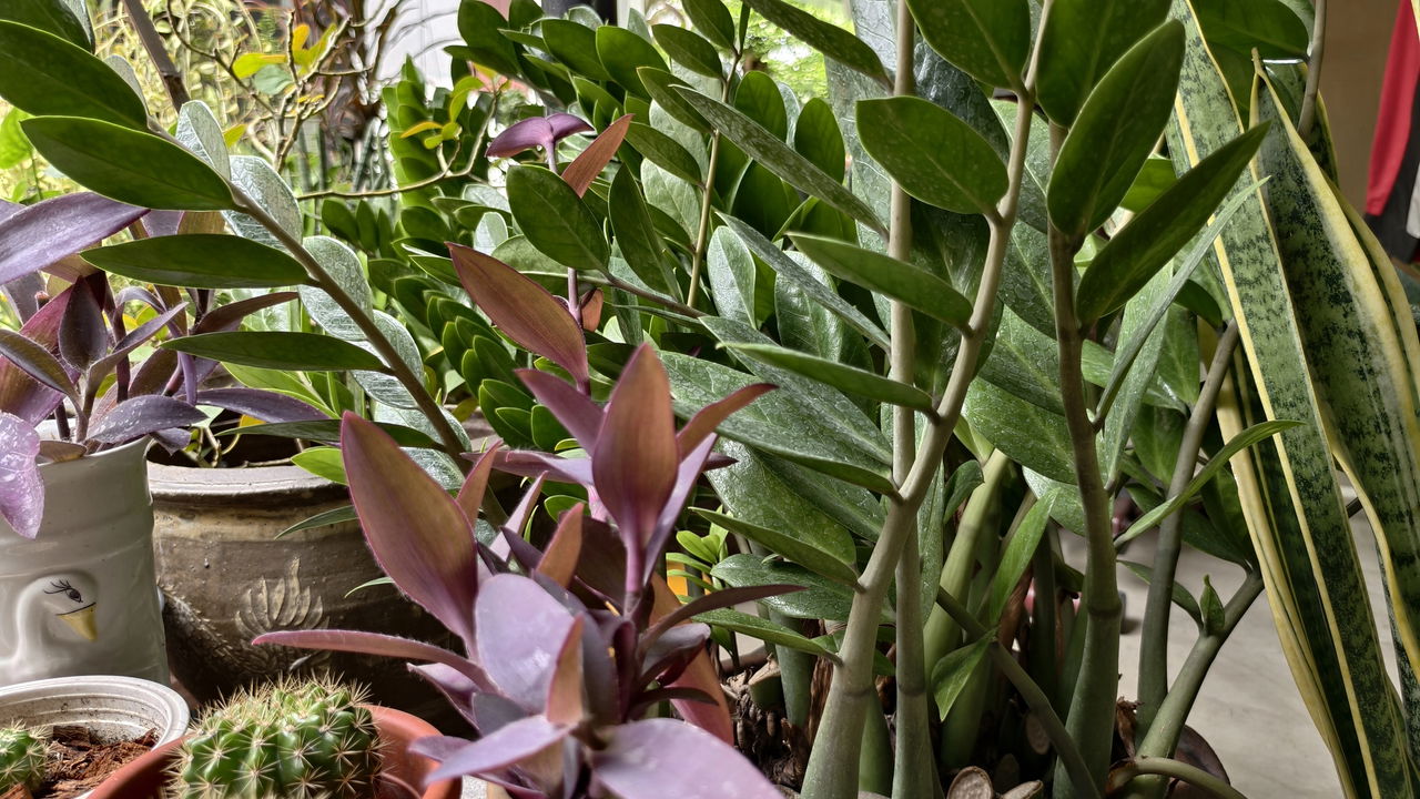 Plantas resistentes