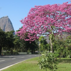 O Aterro do Flamengo se destaca como um dos espaços públicos mais emblemáticos do Rio de Janeiro por sua combinação de paisagismo, esporte e cultura