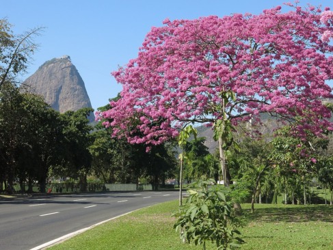O Aterro do Flamengo se destaca como um dos espaços públicos mais emblemáticos do Rio de Janeiro por sua combinação de paisagismo, esporte e cultura