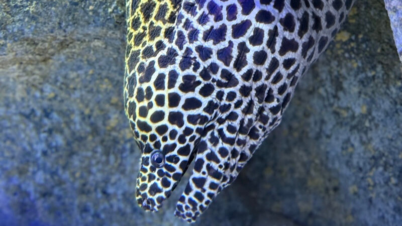 Moreias com fotoidentificação