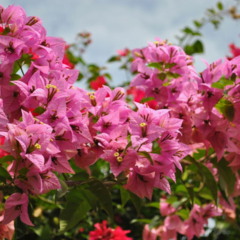 6 plantas para plantar em setembro e ter flores espetaculares
