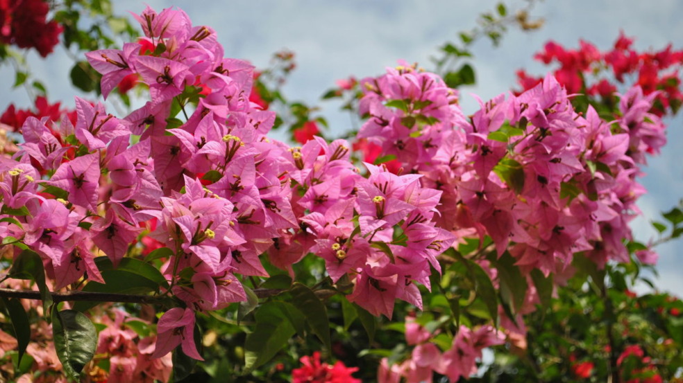 6 plantas para plantar em setembro e ter flores espetaculares 6 plantas para plantar em setembro e ter flores espetaculares