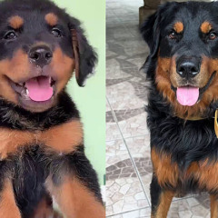 Cruzamento inusitado de Golden com Rottweiler resulta em filhote que viraliza pela aparência