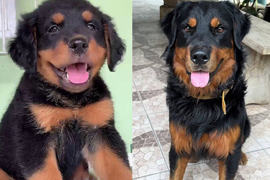 Cruzamento inusitado de Golden com Rottweiler resulta em filhote que viraliza pela aparência Cruzamento inusitado de Golden com Rottweiler resulta em filhote que viraliza pela aparência