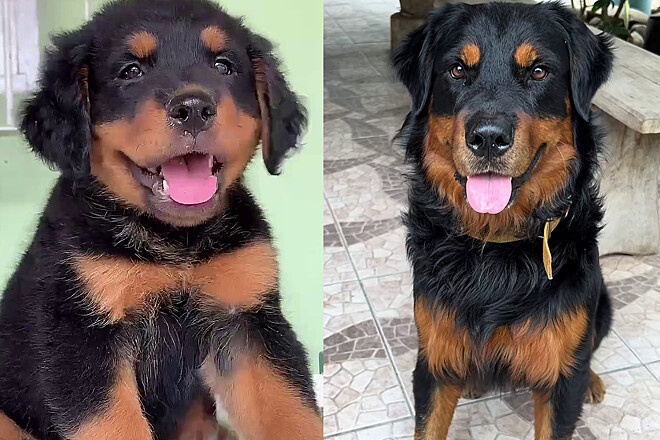Cruzamento inusitado de Golden com Rottweiler resulta em filhote que viraliza pela aparência