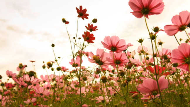 Três flores para plantar em outubro e encher o jardim de cor no verão