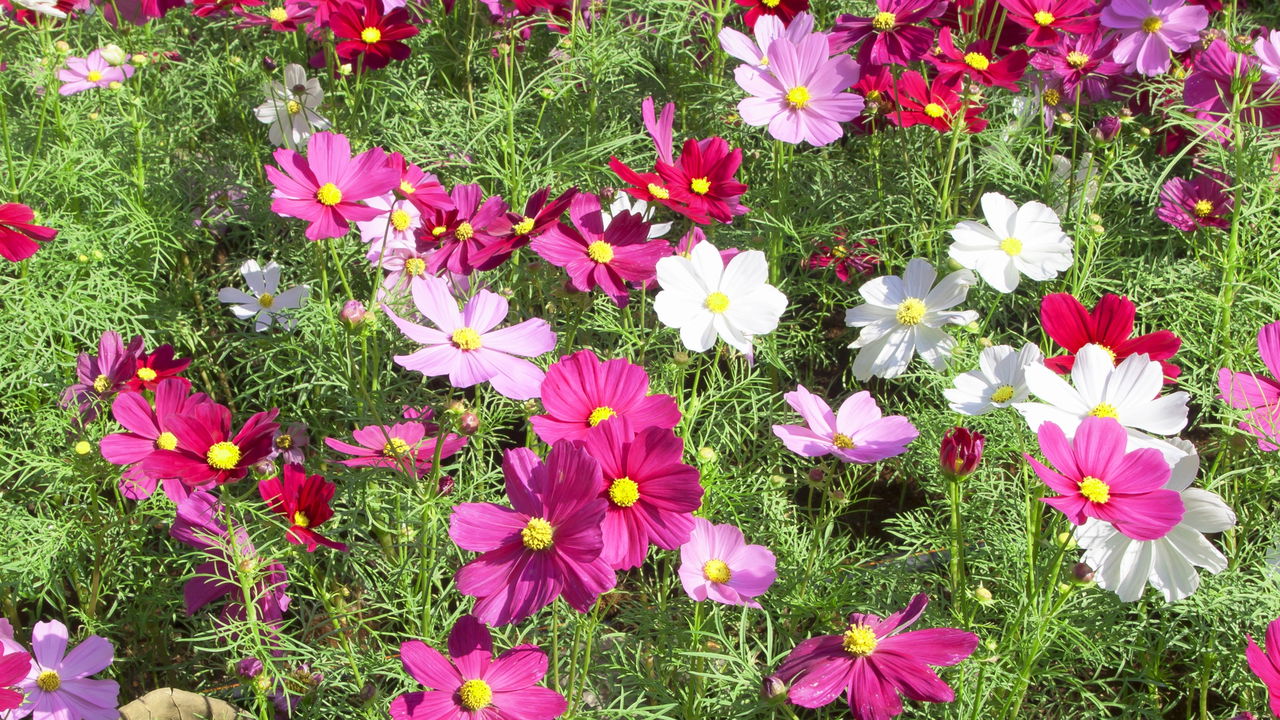 Três flores para plantar em outubro e encher o jardim de cor no verão