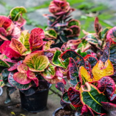 4 plantas da sorte para plantar na primavera e atrair boas energias