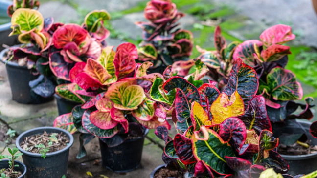4 plantas da sorte para plantar na primavera e atrair boas energias