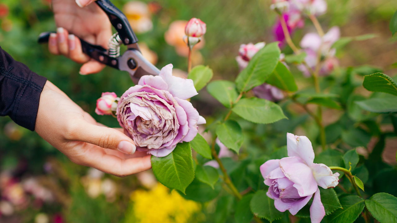 Cuidando de rosas