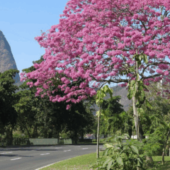 O Aterro do Flamengo se destaca como um dos espaços públicos mais emblemáticos do Rio de Janeiro por sua combinação de paisagismo, esporte e cultura