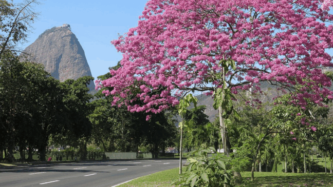 O Aterro do Flamengo se destaca como um dos espaços públicos mais emblemáticos do Rio de Janeiro por sua combinação de paisagismo, esporte e cultura