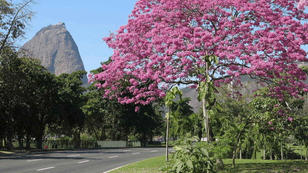 O Aterro do Flamengo se destaca como um dos espaços públicos mais emblemáticos do Rio de Janeiro por sua combinação de paisagismo, esporte e cultura