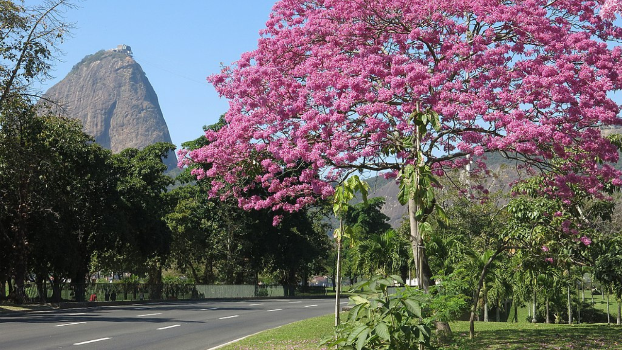O Aterro do Flamengo se destaca como um dos espaços públicos mais emblemáticos do Rio de Janeiro por sua combinação de paisagismo, esporte e cultura