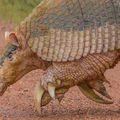 Maior tatu do mundo visto na Serra da Canastra vira lenda no Cerrado