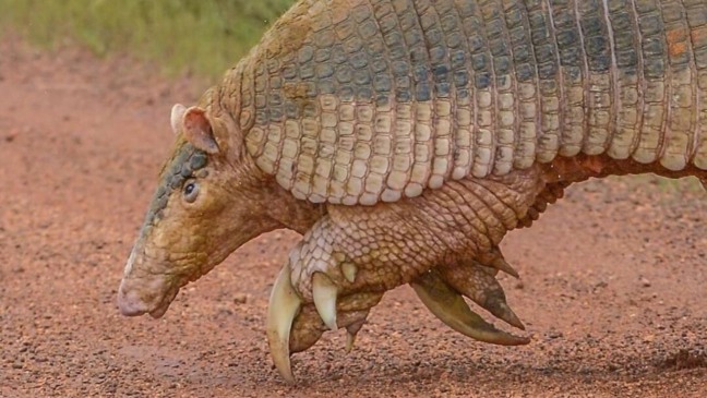 Maior tatu do mundo visto na Serra da Canastra vira lenda no Cerrado