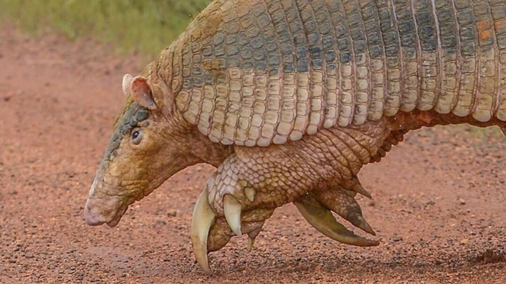 Maior tatu do mundo visto na Serra da Canastra vira lenda no Cerrado