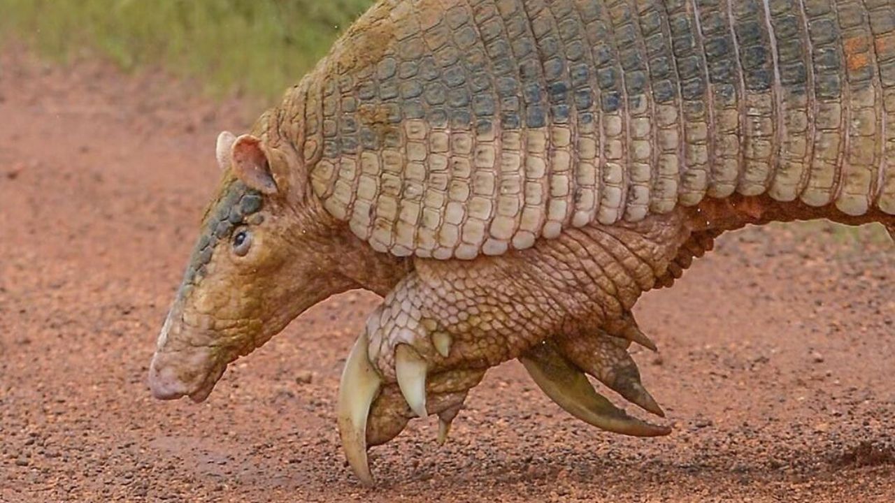 Maior tatu do mundo visto na Serra da Canastra vira lenda no Cerrado