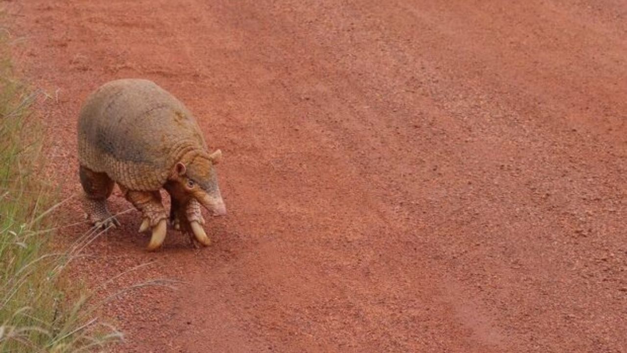Maior tatu do mundo visto na Serra da Canastra vira lenda no Cerrado