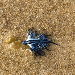 Dragão azul reaparece no litoral da Espanha e causa alerta nas praias