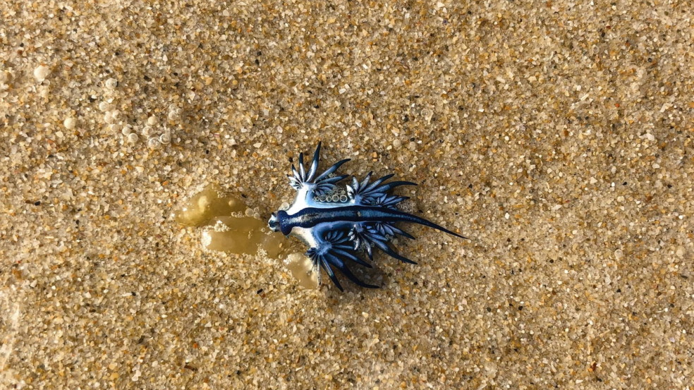 Dragão azul reaparece no litoral da Espanha e causa alerta nas praias