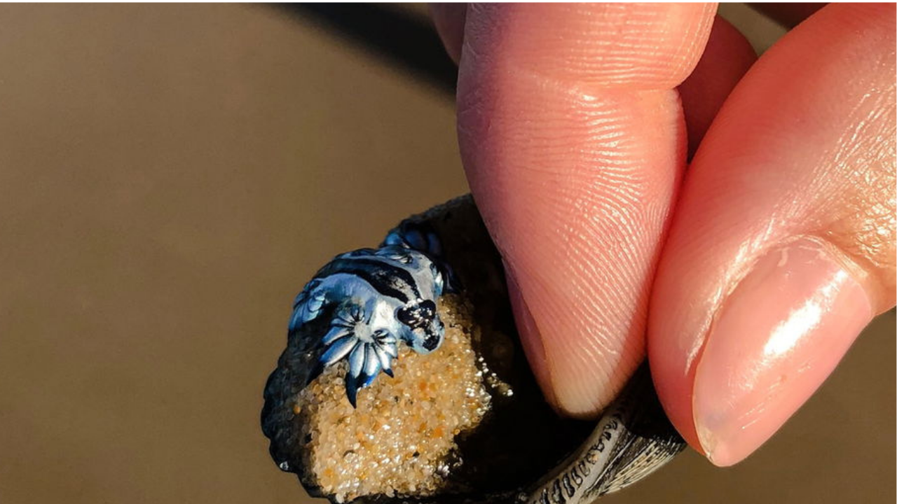 Dragão azul reaparece no litoral da Espanha e causa alerta nas praias