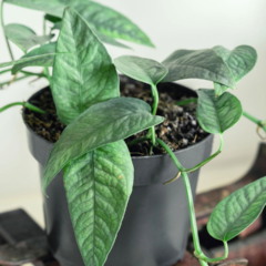 5 plantas fáceis de cuidar que ajudam iniciantes na jardinagem de interiores