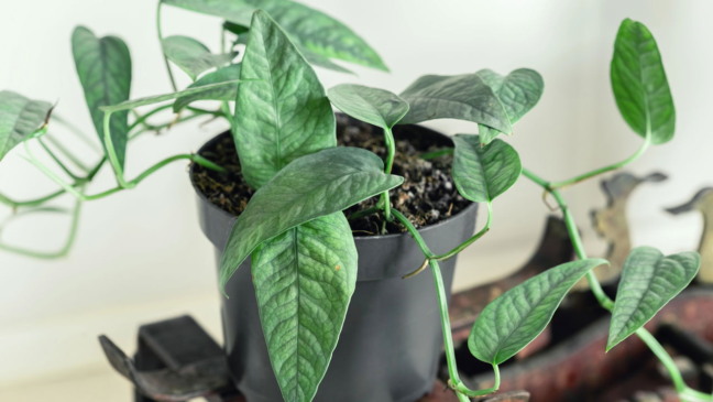 5 plantas fáceis de cuidar que ajudam iniciantes na jardinagem de interiores