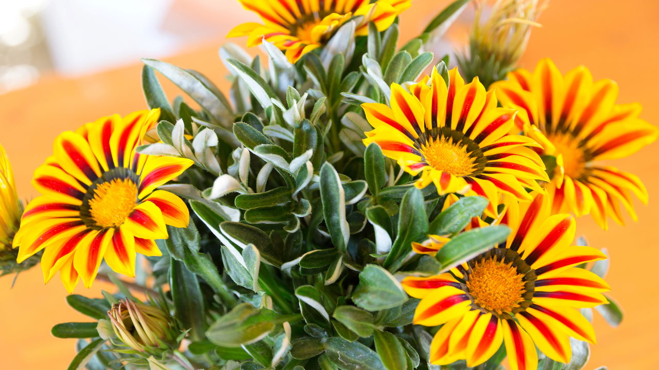 Plantas de vaso que vão florir lindamente até o Natal no Brasil