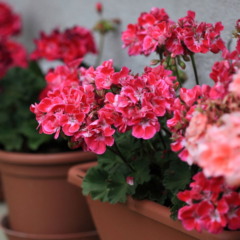 Esta planta de flores coloridas e resistentes deve ser plantada em setembro