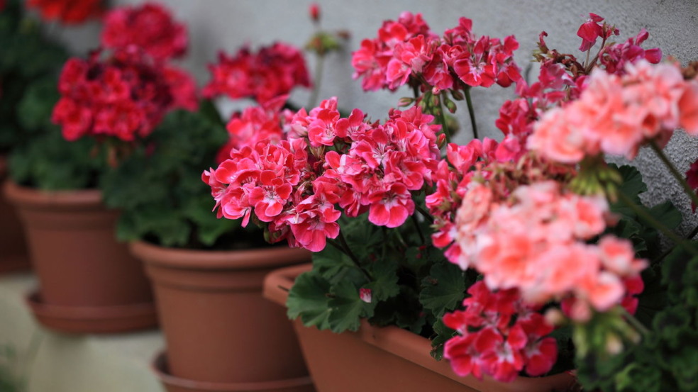 Esta planta de flores coloridas e resistentes deve ser plantada em setembro