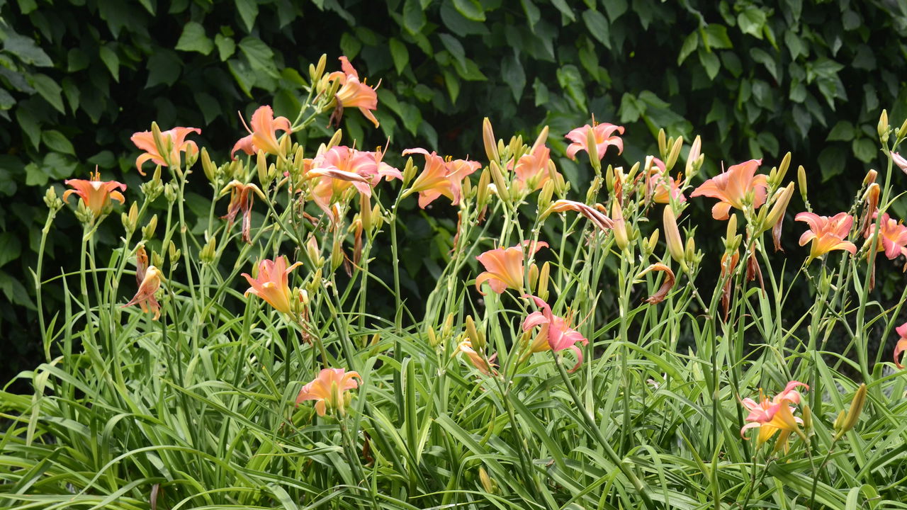 Essa planta floresce na primavera sem precisar de rega