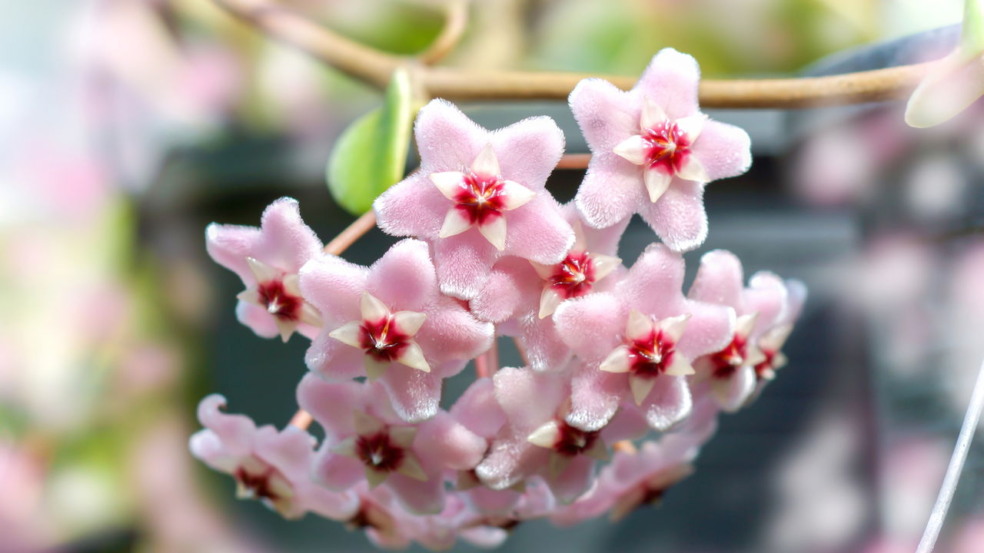Flor de cera em ambientes internos e os cuidados para uma planta sempre atraente