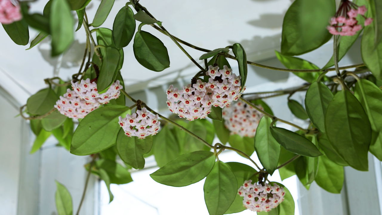 Flor de cera em ambientes internos e os cuidados essenciais para uma planta sempre atraente