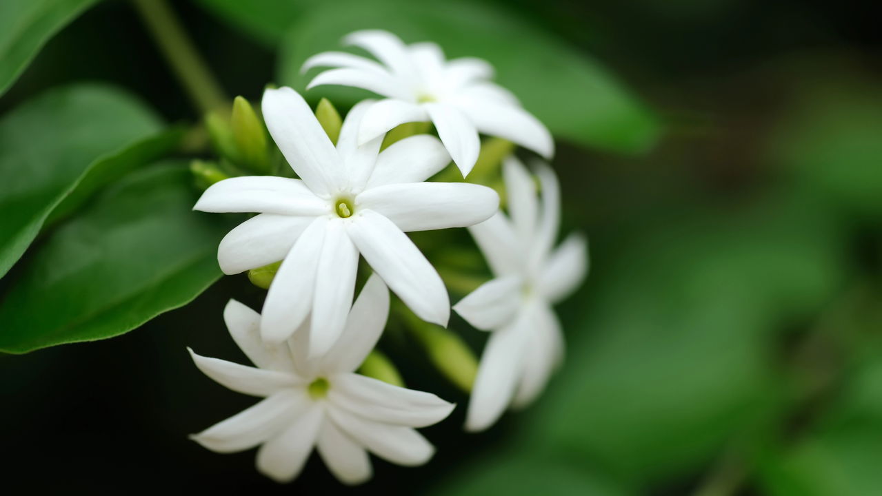 Plantas que trazem equilíbrio e bem-estar para cada signo