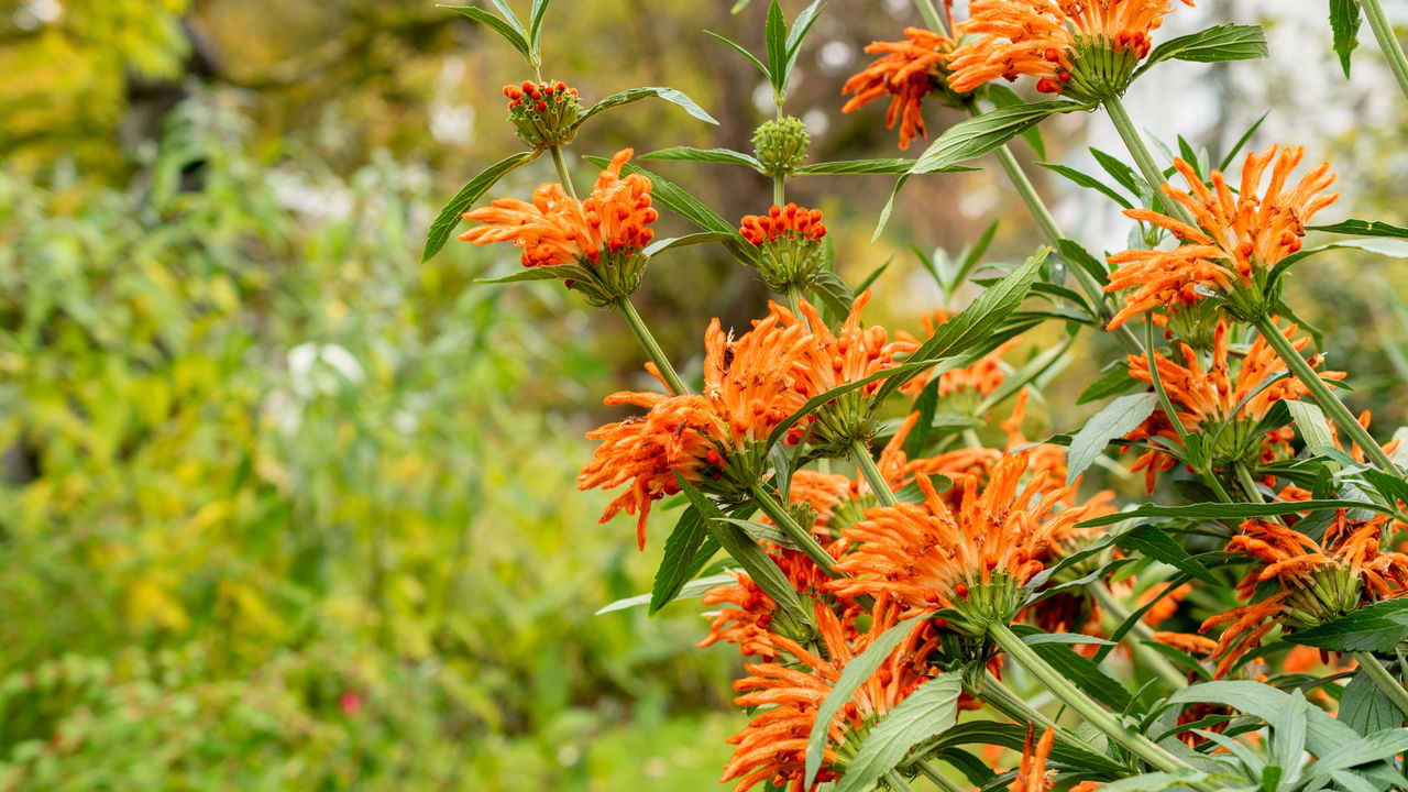 A flor que vai transformar seu quintal em um refúgio para beija-flores