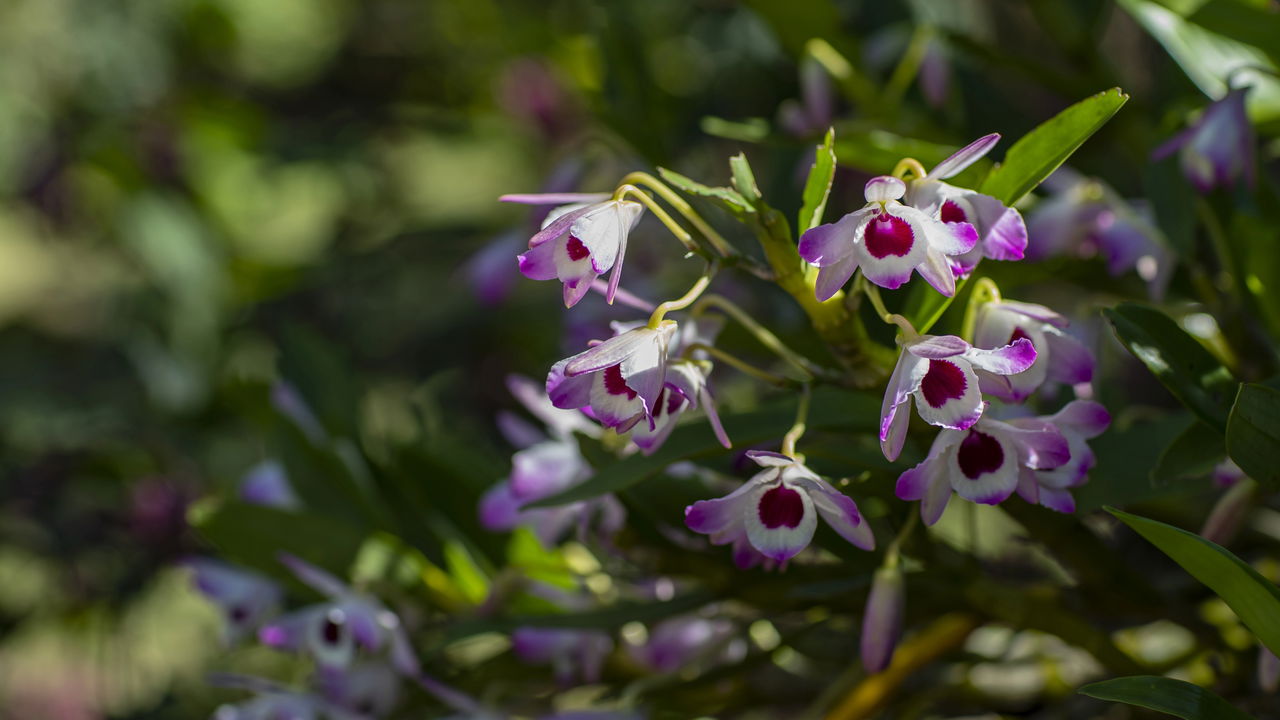 A Trilha das Orquídeas, no Parque da Cidade em Niterói, atrai visitantes que buscam um passeio fácil, cercado de natureza e vistas panorâmicas