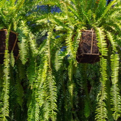 Essas plantas nunca terão as folhas queimadas se essas tarefas de 10 segundos forem realizadas